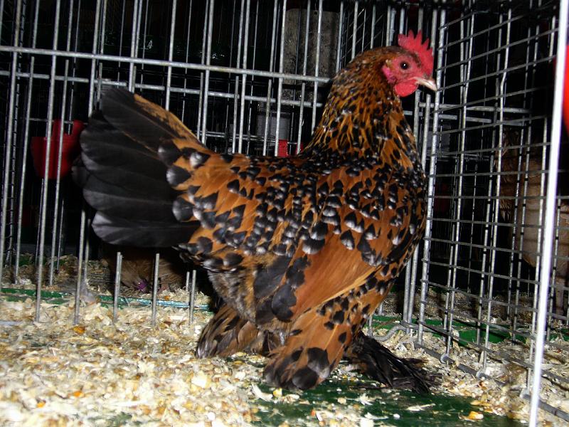 Bezirksschau Luebbecke 271.jpg - Federfüßige Zwerghühner gold-porzelanfarbig von Riste Quade Preis sg 95 Z